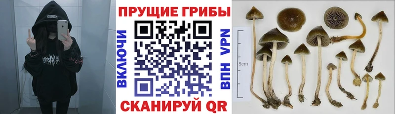 Галлюциногенные грибы Cubensis  где можно купить наркотик  Великие Луки 